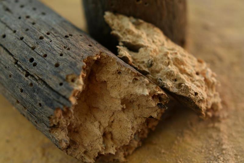 Diagnostic termites &agrave; &Eacute;cully, comment d&eacute;tecter une infestation ?