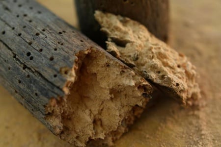 Diagnostic termites &agrave; &Eacute;cully, comment d&eacute;tecter une infestation ?